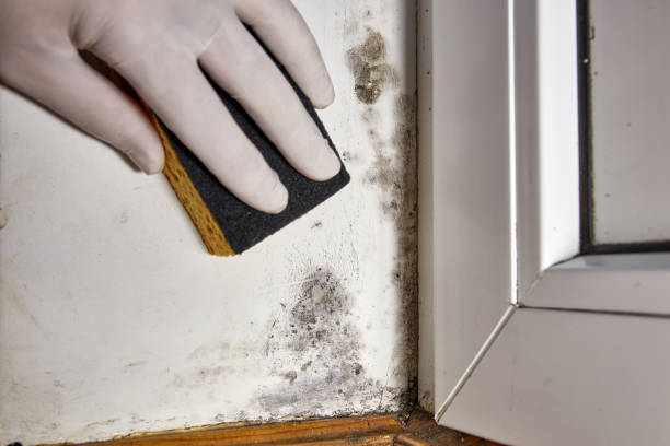Best Water Damage & Mold Remediation  in Catawissa, PA